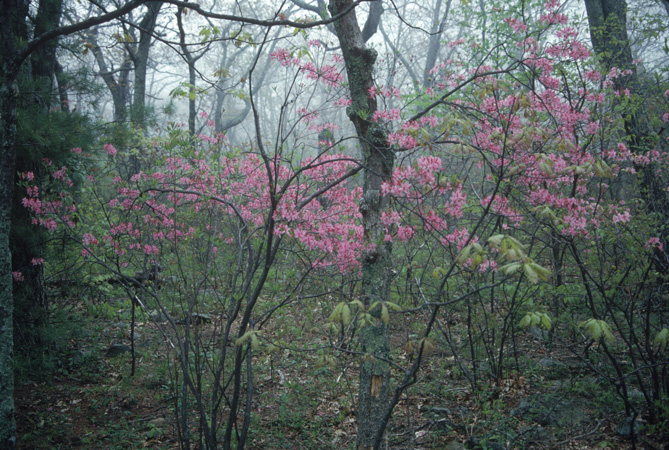 prinophyllum (9)