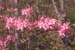 prinophyllum (5)