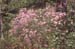 prinophyllum (8)