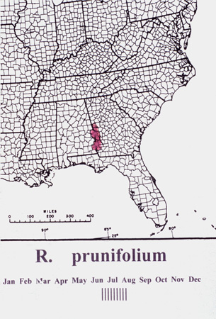 prunifolium (1)