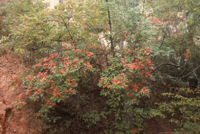 prunifolium (10)