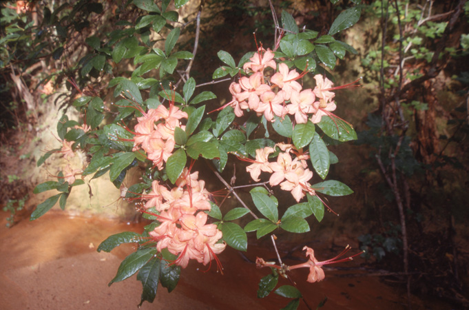 prunifolium (4)