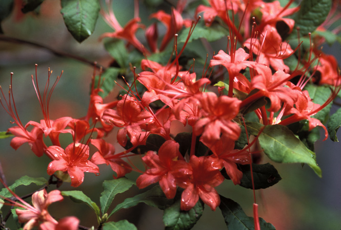 prunifolium (5)