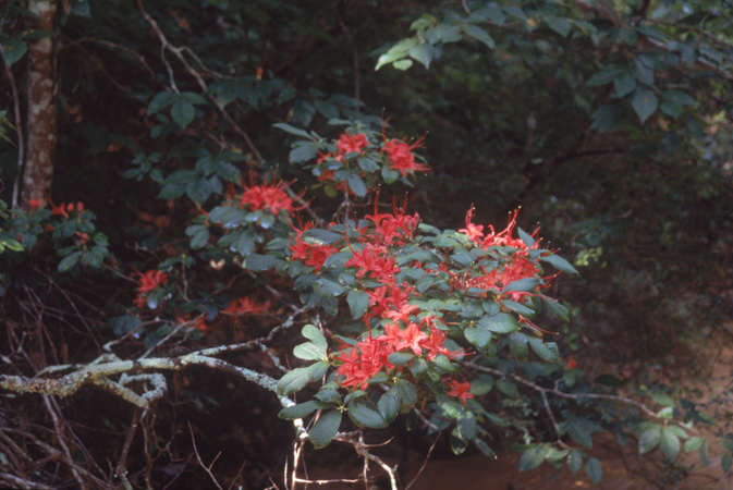 prunifolium (6)
