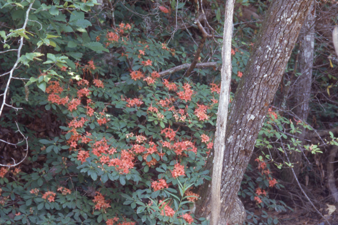 prunifolium (7)