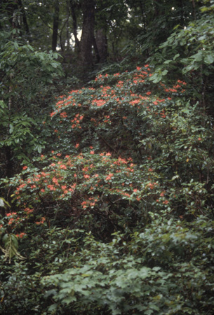 prunifolium (8)
