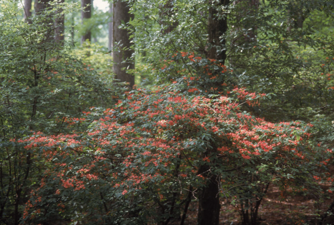 prunifolium (9)