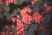 prunifolium (2)