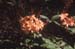 prunifolium (3)