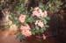 prunifolium (4)