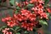 prunifolium (5)