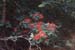 prunifolium (6)