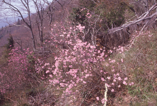 vaseyi (5)