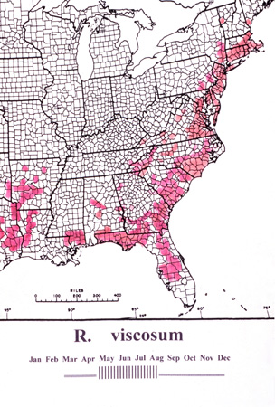viscosum (1)