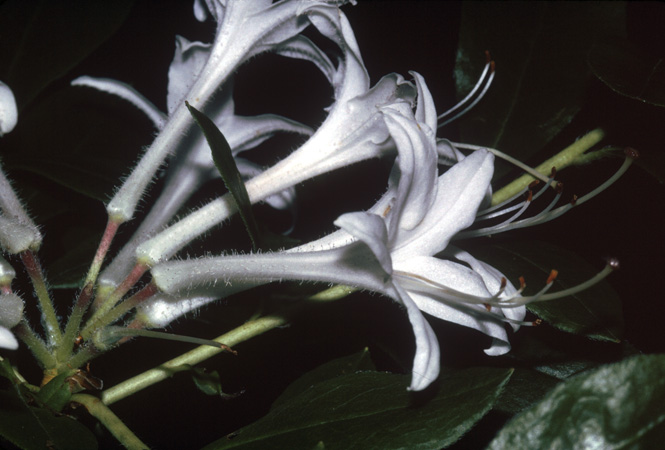 viscosum (4)