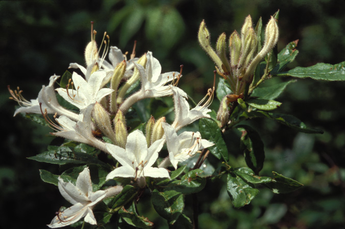 viscosum (5)