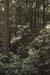 viscosum (10)