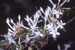 viscosum (3)