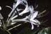 viscosum (4)