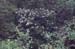 viscosum (7)