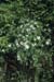 viscosum (9)