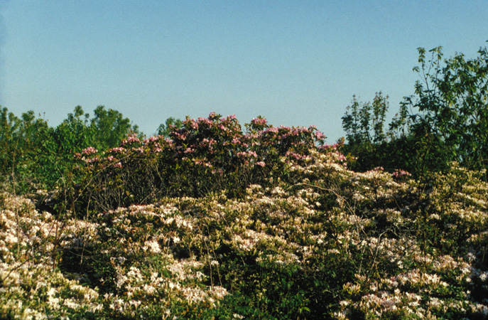 Wayah Bald 2002 (4)